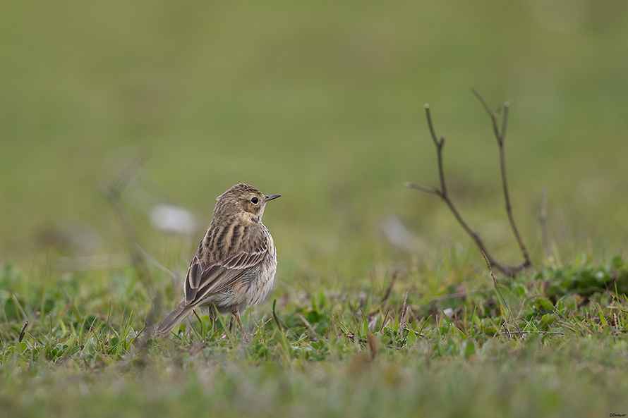 Meadow Pipit